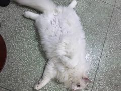-瑞鹏宠物医院·骨科·猫科·内科(第一中心)