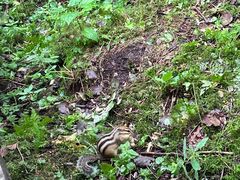 -五营红松林海景区