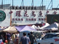 -中环花鸟鱼虫市场