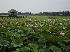 -西青郊野公园
