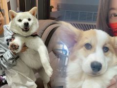 -柯斗斗主题餐厅·狗咖·围炉煮茶·茶饮(国瑞升平里店)