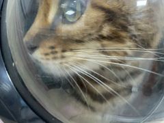 -嘉馨宠物医院·CT影像转诊·心脏科·犬猫全科诊疗中心(下沙大学城院区)