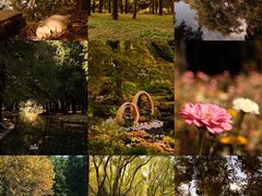 -上海共青森林公园