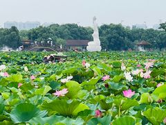 -荷塘月色湿地公园·向阳花洲