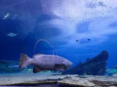 -珠海长隆海洋王国
