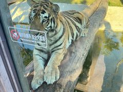 -西霞口神雕山野生动物世界