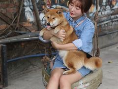 -柴犬高等学院·狗咖·柴犬售卖·宠物训练