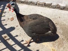 -上海滴水湖皇冠假日酒店