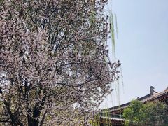 -西安青龙寺遗址景区