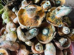 -云南木水花野生菌交易中心