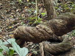 -西双版纳原始森林公园