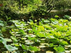 -上海醉白池公园