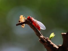 -中国科学院华南植物园