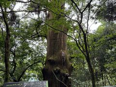 -天目山大树王景区