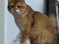 -欣宠猫屋·矮脚拿破仑·蓝金金渐层