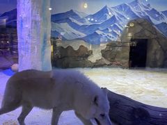 -海合安成都极地海洋公园