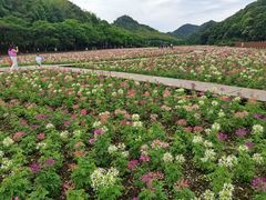 -广州市石门国家森林公园
