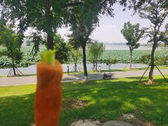 -丁老爷子苏香圆
