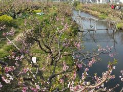 android_upload_pic-南汇桃花村