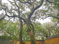 -普陀山风景名胜区-法雨禅寺