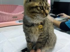 -纳吉亚猫专科动物医院·北北分院