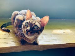 -猫猫幼稚园·撸猫·桌游·电玩