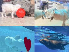 -海合安天津极地海洋公园