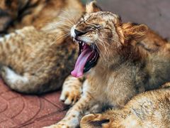 -西霞口神雕山野生动物世界