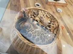 -袖虎·猫馆(体育西路店)