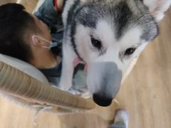 -Husky Go! 哈士奇体验馆·宠物咖啡厅狗咖