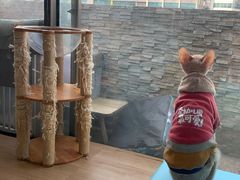 -猫在这儿猫咪咖啡馆·撸猫馆