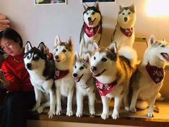 -Husky Go! 哈士奇体验馆·宠物咖啡厅狗咖