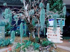 -花之城