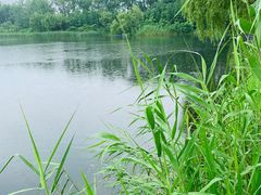 -溱湖国家湿地公园