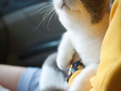 -纳吉亚猫专科动物医院博雅分院