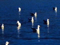 -CGWANG王氏教育(上海校区)