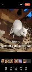 -奇幻萌宠部落(映月湖环宇城店)