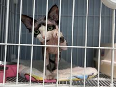 -翊宠yipet猫狗购宠庄园犬舍•猫舍