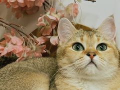 -柴迷FANS CLUB·柴犬狗咖·猫咖