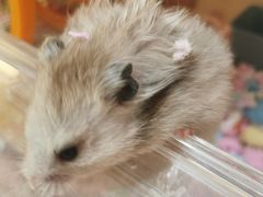 -Pets First伊珊娜洗护·精致美容·家庭式寄养(新会路店)