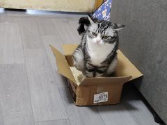 -关爱宠物医院·猫科中心·消化科(滨湖万达分院)