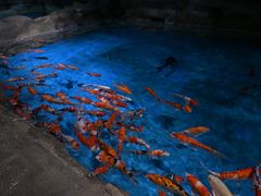 -石家庄极地海洋世界