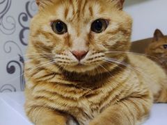 -芭比堂动物医院·CT·微创中心(新顺分院)