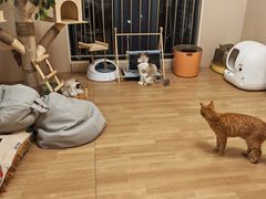 -唐小姐の私宠·宠物洗护美容·撸猫馆·购宠(周浦万达旗舰店)