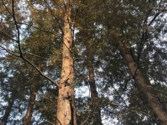 -西湖外事游船(花港观鱼码头)