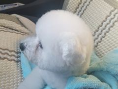 -爱诺动物医院(崂山店)