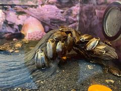 -上海大自然野生昆虫馆(东方明珠·爬宠昆虫探索中心)
