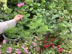 -四姑娘山阿巴郎·藏式花园餐厅