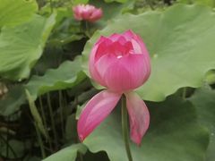 -成都杜甫草堂博物馆