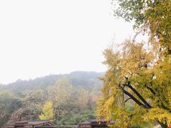 -千年银杏谷文化旅游区